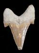 Large, Inch Otodus Fossil Shark Tooth #1738-1
